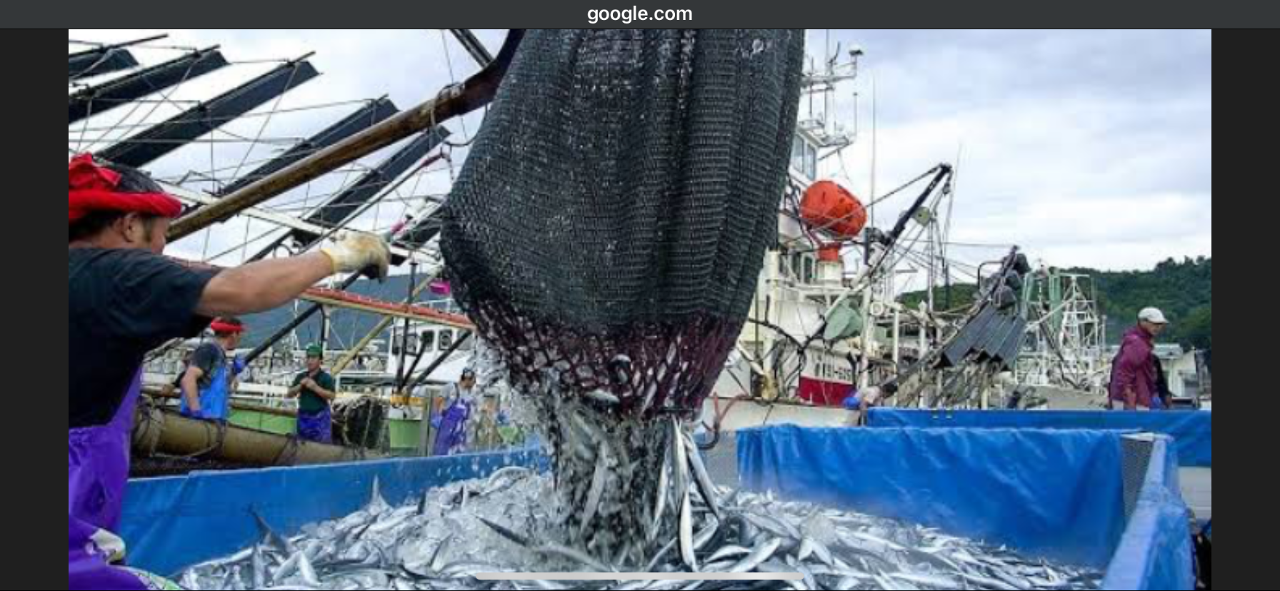 秋の味覚🐟生サンマ入荷‼️数量限定で本日より販売いたします。